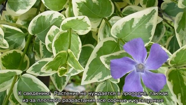 Барвинок — посадка и уход в открытом грунте