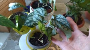 Цветы. Немного новинок.