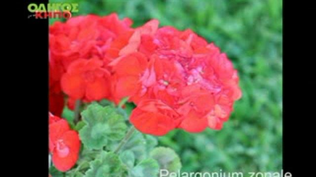 Γεράνι - Pelargonium zonale, Geraniaceae смотреть онлайн