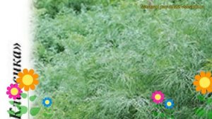 Укроп Кустовое чудо НК (Укроп). Краткий обзор, описание характеристик, где купить anéthum