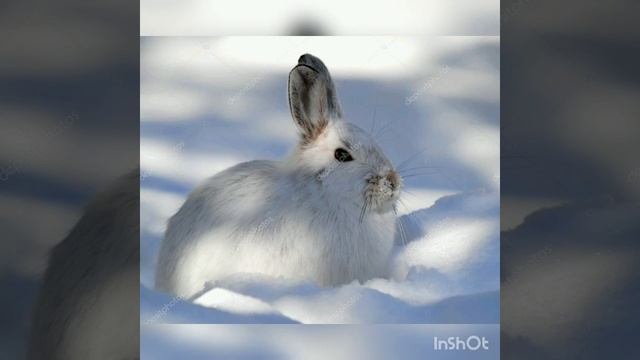 Зимушка зима. смотреть онлайн