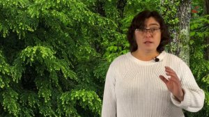 Капризные сорта елей или хит-парад наоборот.