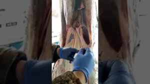Экспресс тест на бруцеллез brucella LTflow