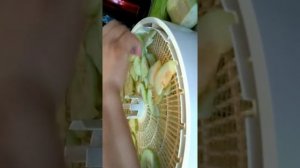 Сушу кабачки в на зиму в сушилке Вальтера 1000 люкс.