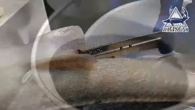 Добыча чёрной икры смотреть онлайн