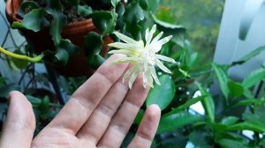 Эпифиллум Гватемальский цветение.