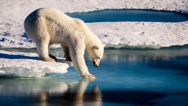 Самый крупный наземный хищник смотреть онлайн