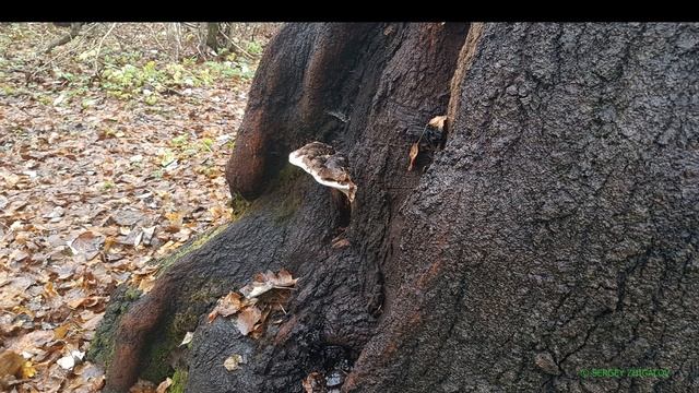 Ганодерма южная Ganoderma australe Лечебные свойства Химический состав Часть 1