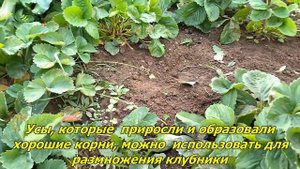 Обрезаю усы на виктории - нужно успеть до холодов, чтобы растение поправилось и хорошо перезимовало