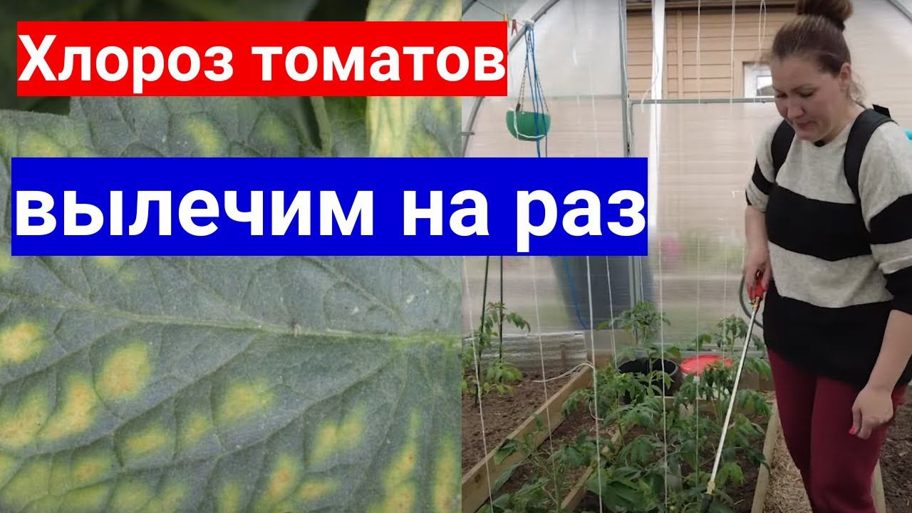 Пожелтели листья у томатов- срочно опрыскивайте! Хлороз томатов - не приговор, но надо лечить.
