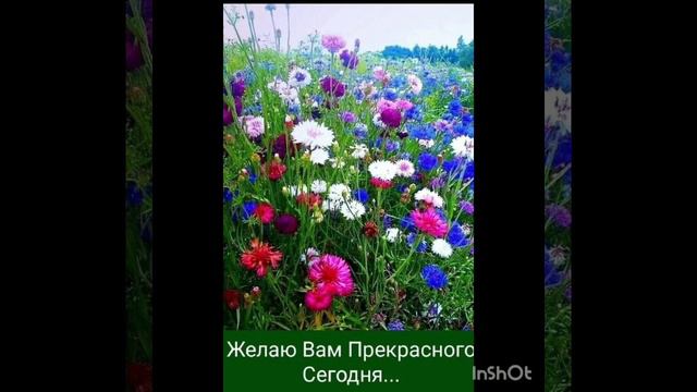 Хорошего дня и солнечного настроения 🌞🌼🌼🌼