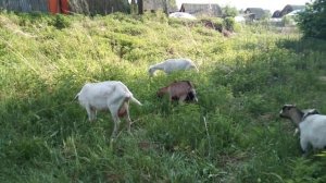 РАСЧЕТ СЕБЕСТОИМОСТИ 1 ЛИТРА МОЛОКА, Доход от молока, цена на КОЗЬЕ МОЛОКО. Городские колхозники.