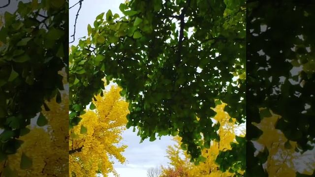 Ginkgo Biloba ? Tree: Transitioning from Green to Yellow ginkgo ginkgobiloba ginkgotree fall