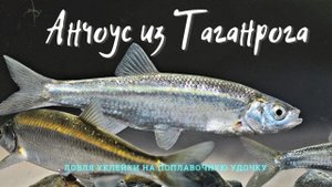 Рыбалка в Таганроге. Ловля крупной уклейки на поплавочную удочку.