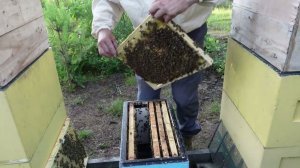 история одного роя, часть 4 добавляю медовые корпуса