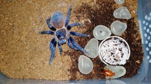 Паук-птицеед: Pterinopelma sazimai / Сазимай