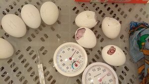 21 день инкубации. Инкубация и ошибки инкубации. Неудачная инкубация.