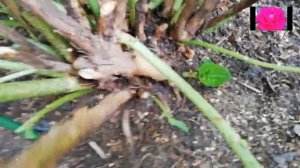 НАЧИНАЮЩИМ. ГОРТЕНЗИЯ КРУПНОЛИСТОВАЯ. СЕНТЯБРЬ