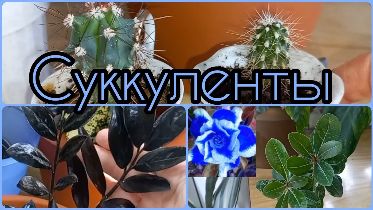 Любители солнца проснулись?СУККУЛЕНТЫ?Зацветает Адениум?Растёт Замиокулькас Рейвен/Ворон?Кактусы