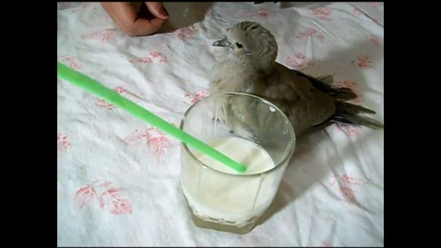 КОРМЛЕНИЕ ГОЛУБЯ/КАК ДЕЛА У СПАСЕННОГО ГОЛУБЯ?/НЯША ХОМЯША смотреть онлайн