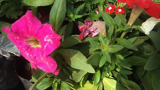 #💐🌱🌸Amazing Purple,White,Scarlet#Petunia is a Genus of 20 Species of flowering plants of South Amer смотреть онлайн