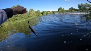 Рыбалка на реке Калитва. Крутинский и Погорелов.