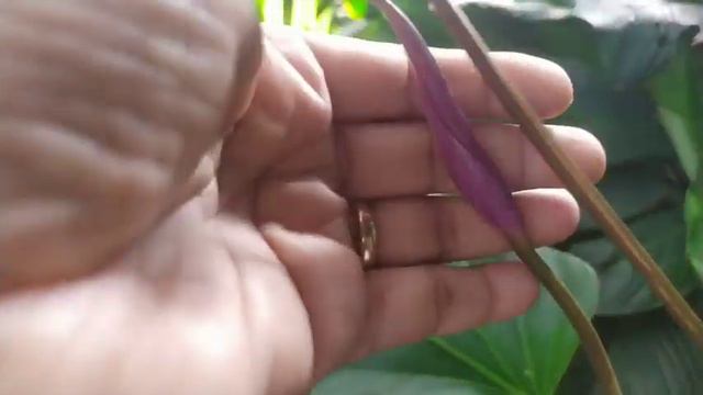 Beautiful Anthurium Flowers смотреть онлайн