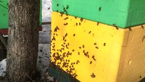 облет пчел 19 марта 2011 Воронеж Березовая роща