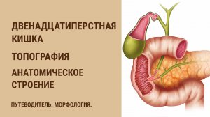 Двенадцатиперстная кишка. Топография. Анатомическое строение.