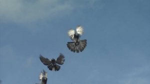 Николаевские голуби Красноармейск/Покровск (торцовые, сивые)