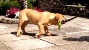 Фила Бразилейро    Fila Brasileiro