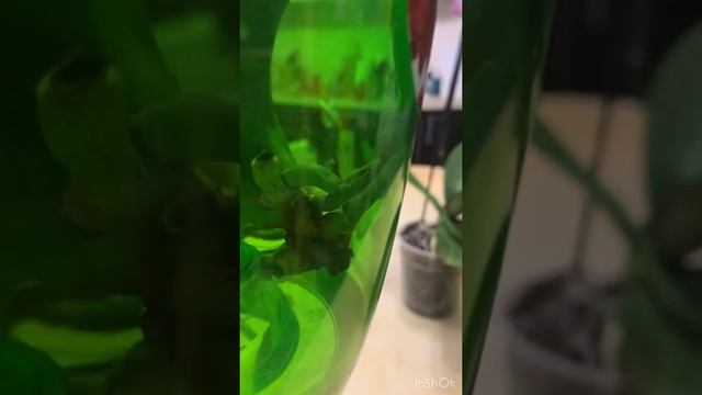 Наращивание корней орхидее над водой