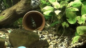 Сапфировые попугайчики. История продолжается ?