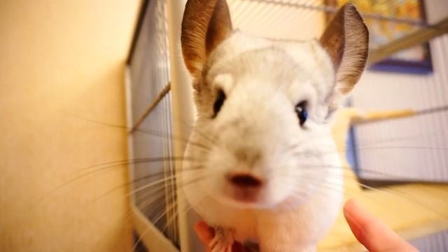 КАК ПРИРУЧИТЬ ШИНШИЛЛУ К РУКАМ??