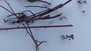 Эксперимент по укрытию ежевики на зиму в средней полосе