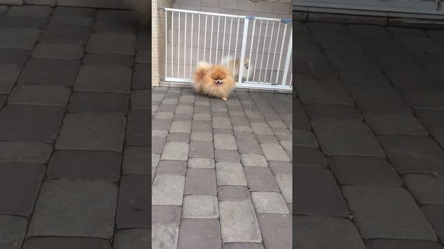 Купите пом. шпица и Вы никогда об этом не пожалеете! Buy a Pomeranian and you will never regret it!