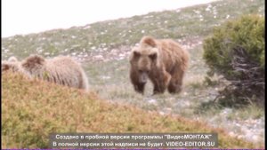 дикая природа Тянь Шаня