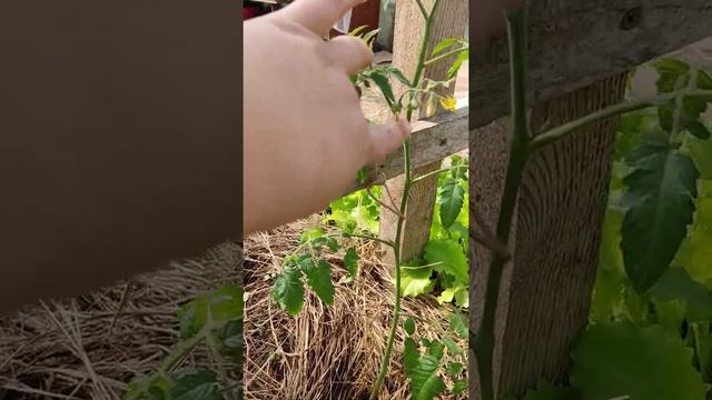 Что я делаю с томатами в июле и июне. Томаты 23. смотреть онлайн