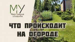 Что происходит на огороде. Подкормка томатов