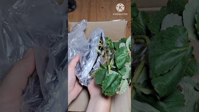 Распаковка саженцев клубники с WB