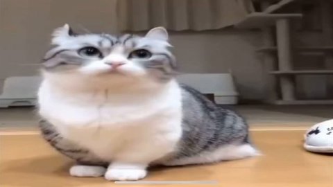 Бананчики мем