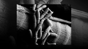 КАК ГРИБЫ-ПАРАЗИТЫ ПРЕВРАЩАЮТ МУРАВЬЕВ В ЗОМБИ