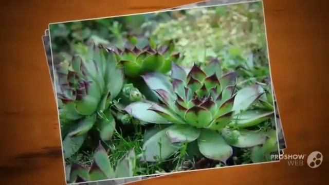 Цветы Молодило (Sempervivum flower)