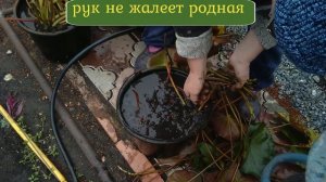 Нимфеи-лилии водяные как храним мы.
