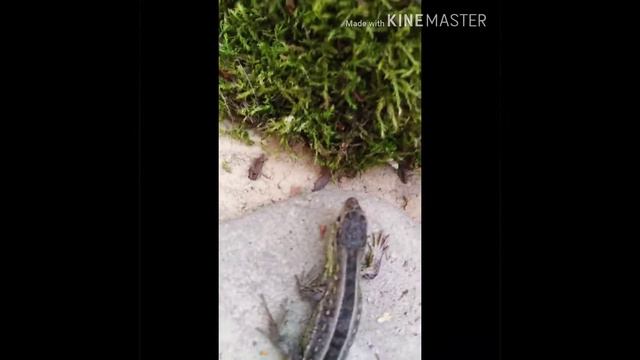 ТАЙНАЯ ЖИЗНЬ ДОМАШНИХ ЖИВОТНЫХ. 2 часть. Серия про жадность смотреть онлайн