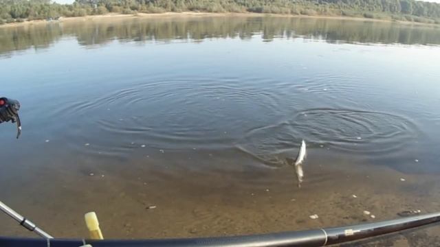 Р. Ока. Фидер. Несколько дней "бабьего лета" на рыбалке... смотреть онлайн