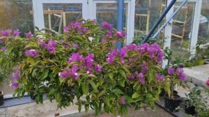 Цветение бугенвиллии сорт Сабина/Александра