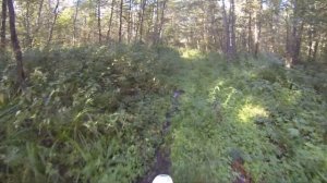 На питбайке 125 кубов по лесу, нашёл Ниву