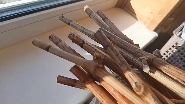 Добавка к ролику по корневину.
