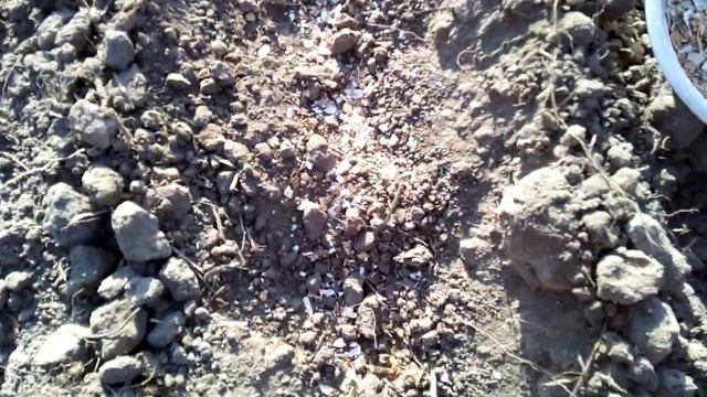 Сіємо огірки / ЩО ДОДАТИ В ЯМКУ .?? смотреть онлайн